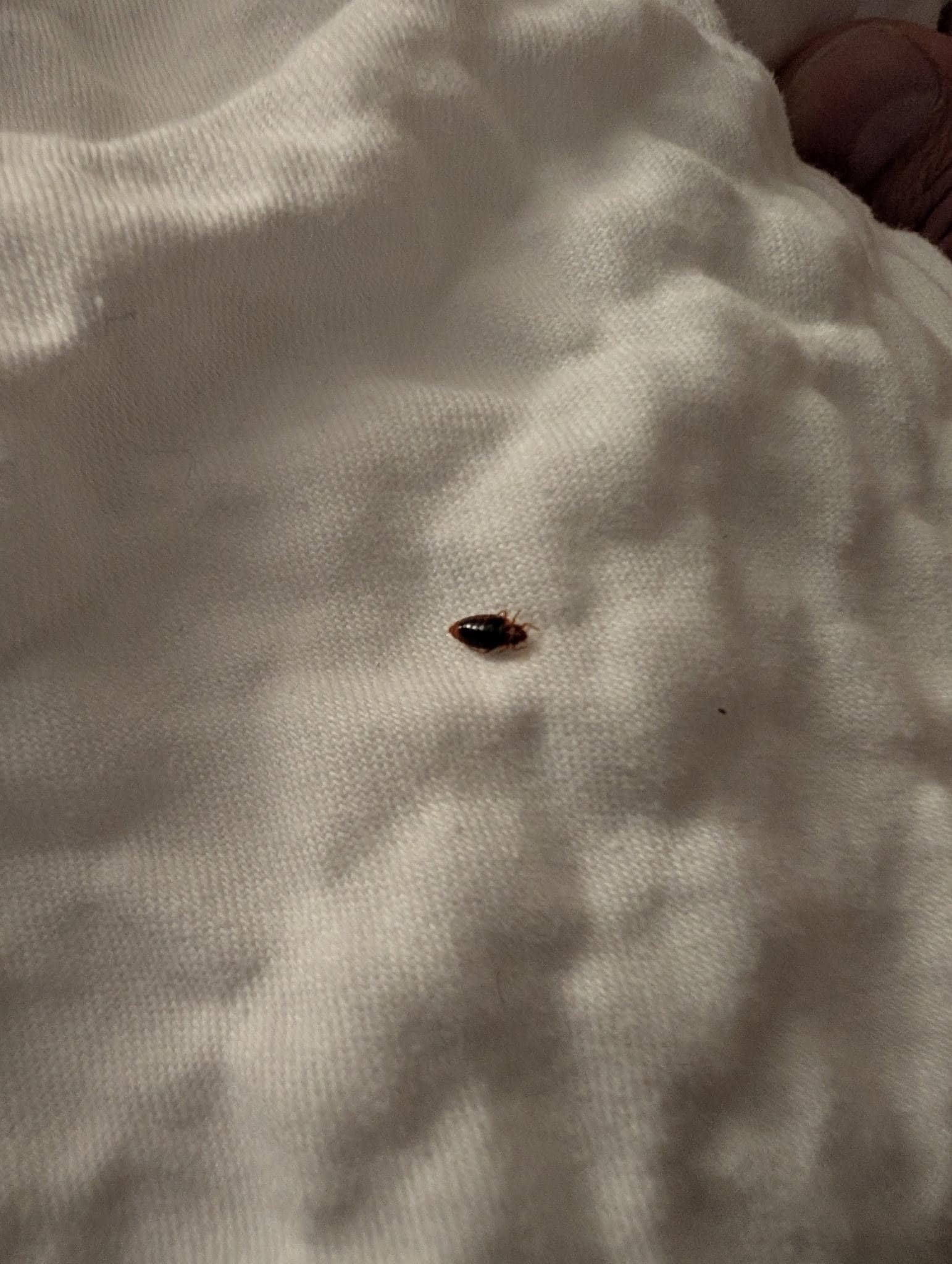 Bed bugs 