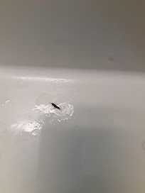 1 of 2 live roaches in the bathroom.