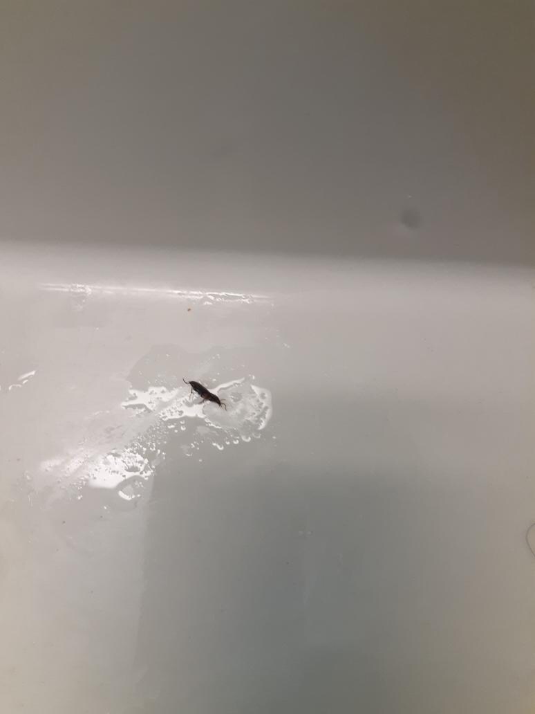  1 of 2 live roaches in the bathroom.