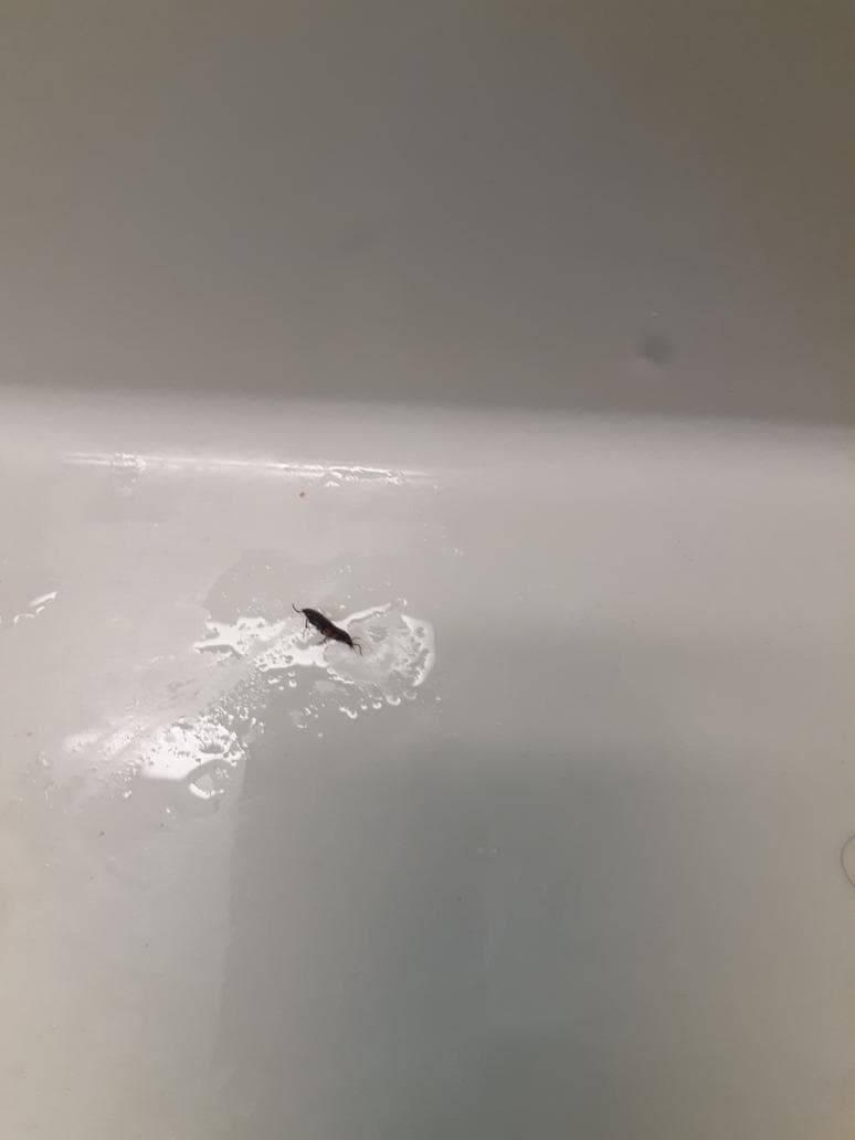 1 of 2 live roaches in the bathroom.