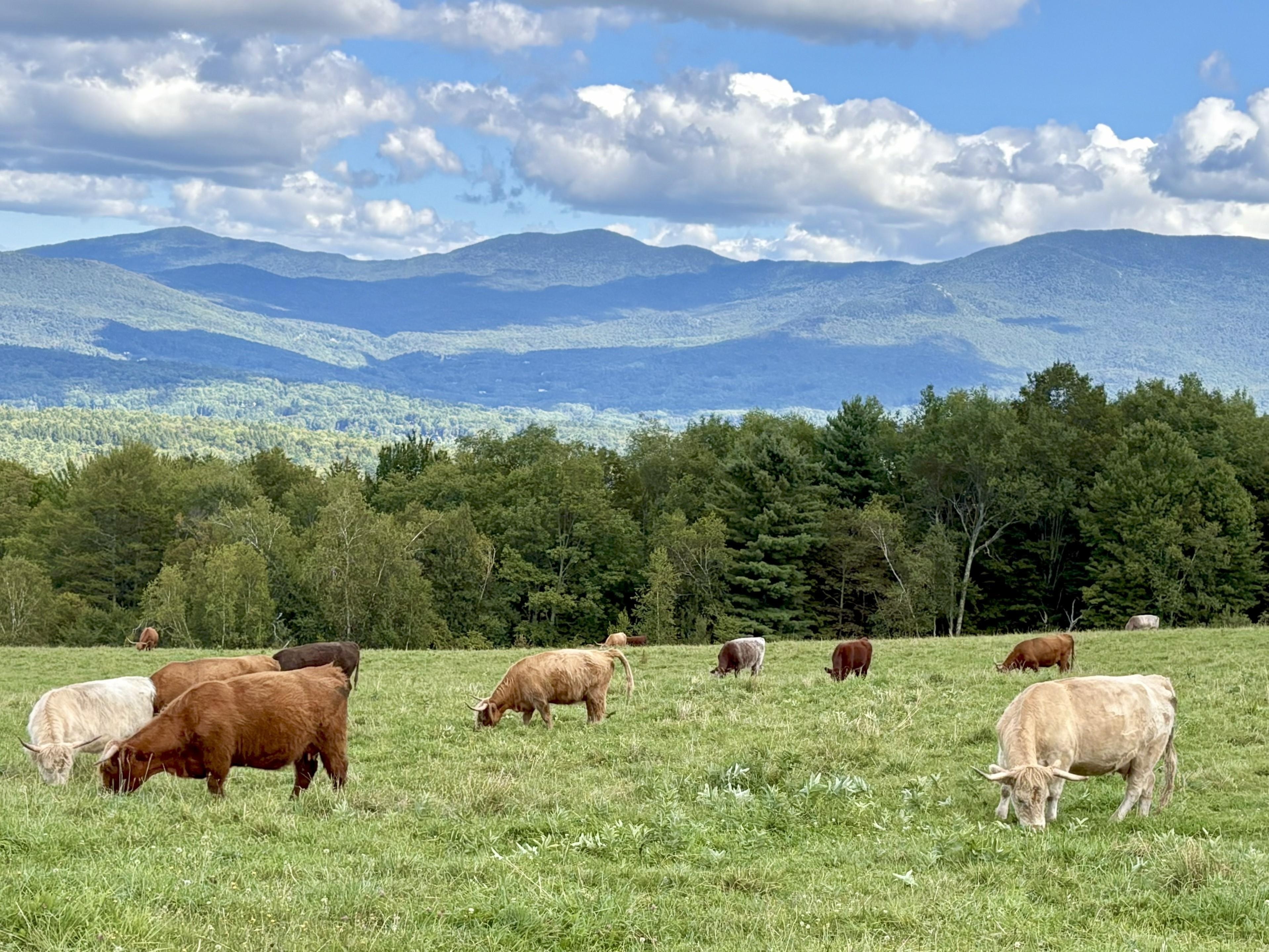 Von Trapp cows