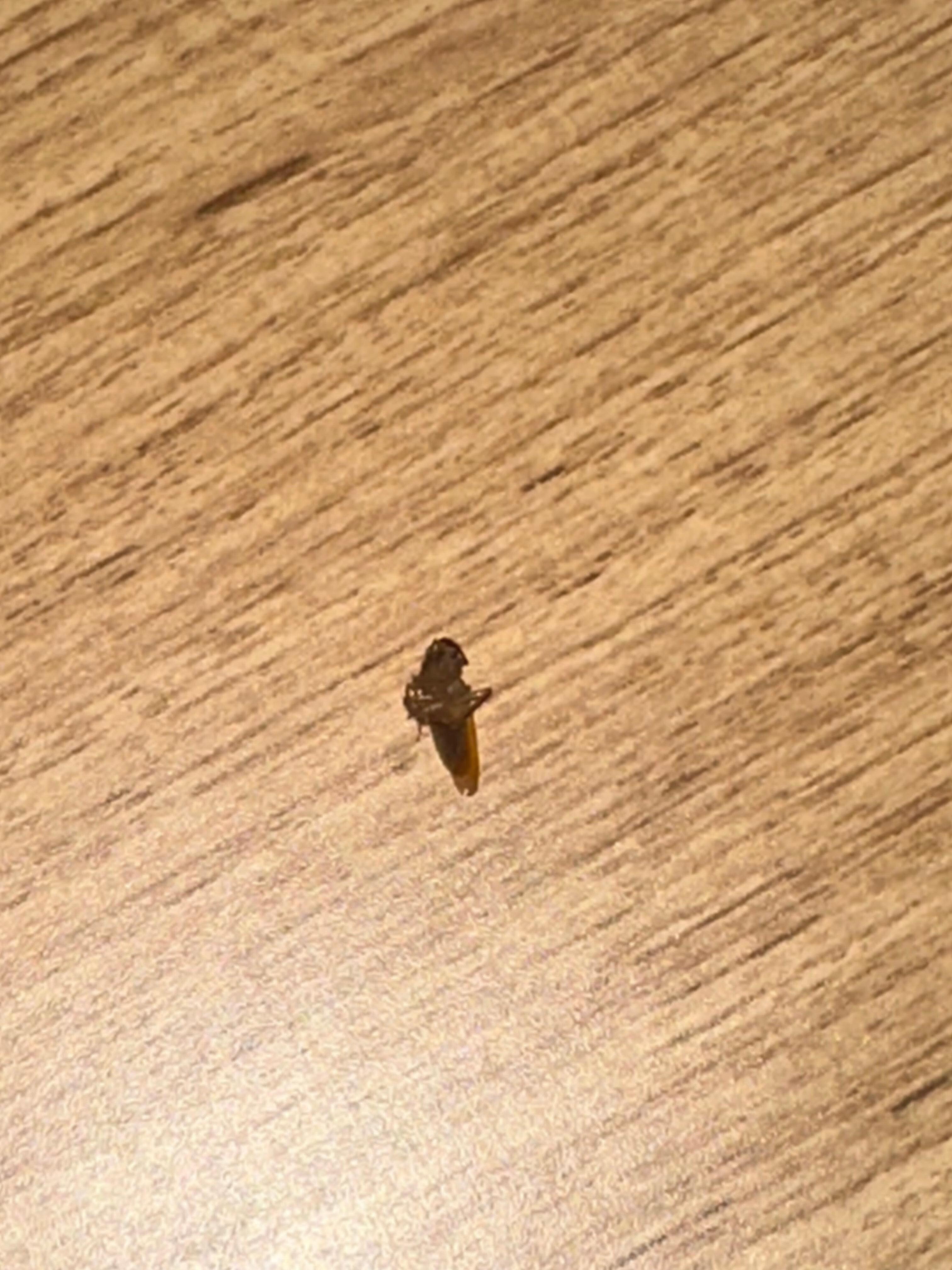 Cucaracha
