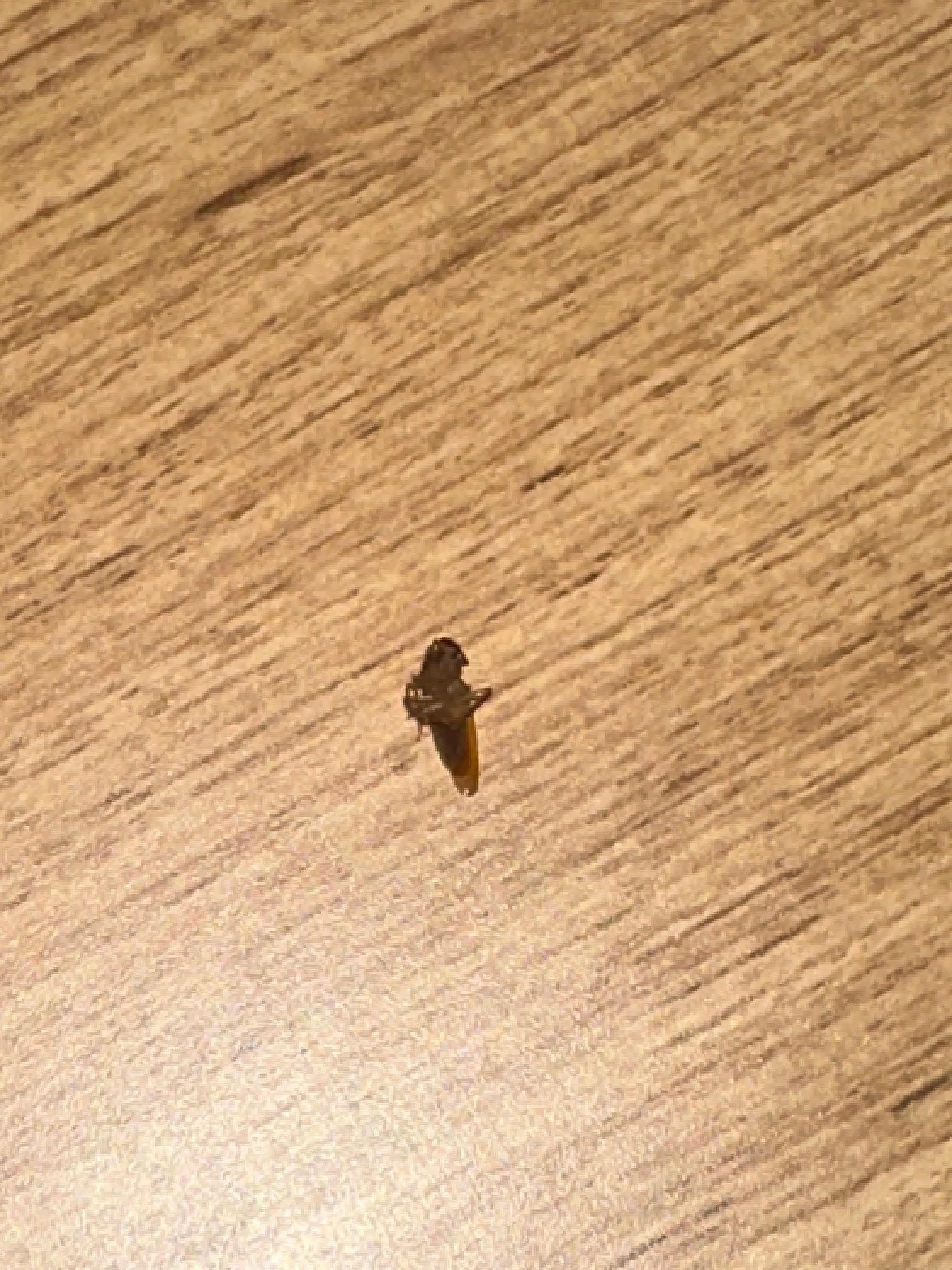 Cucaracha