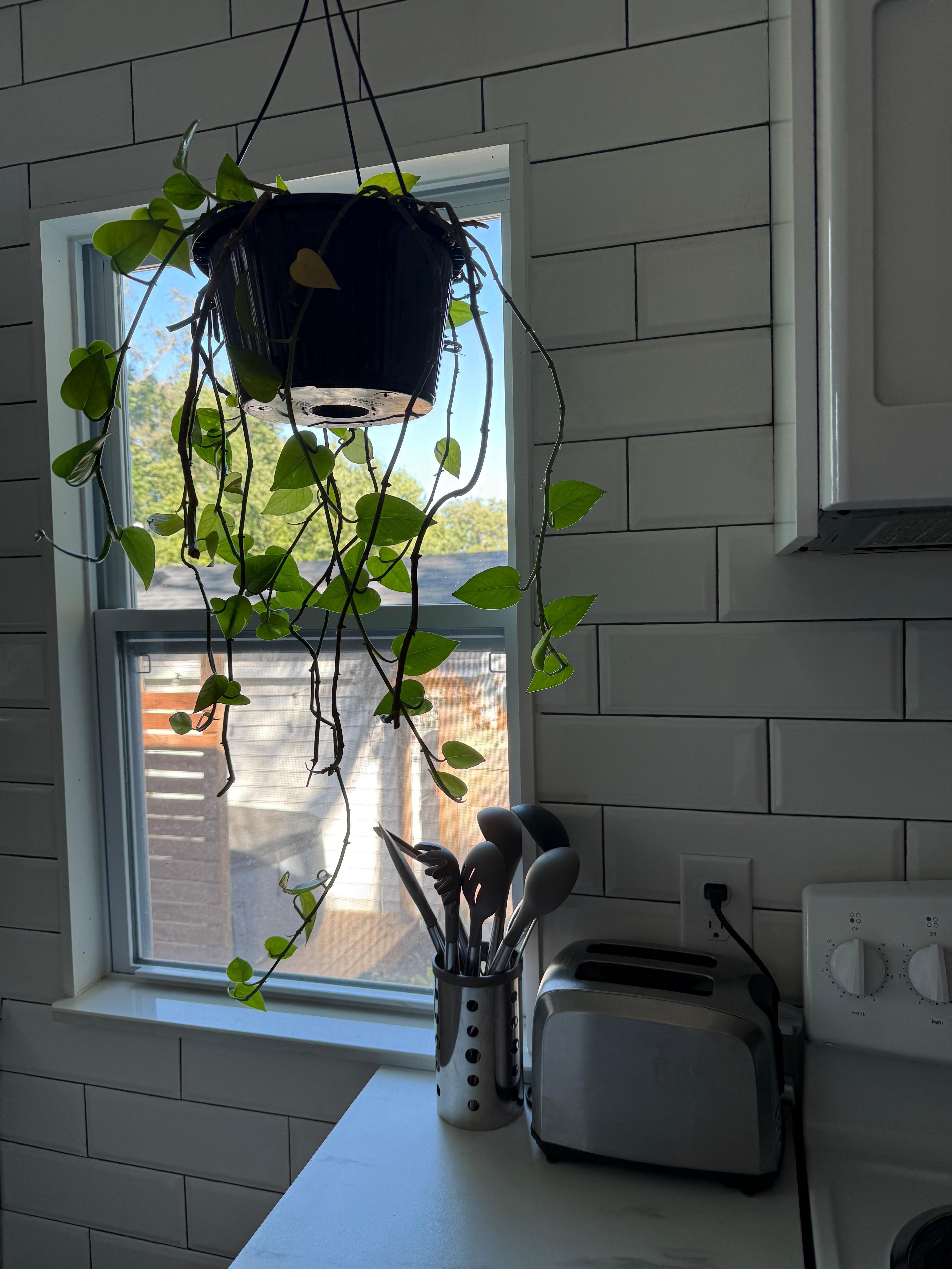 I loved the updated kitchen with the hanging plant. It was so fresh and clean. 