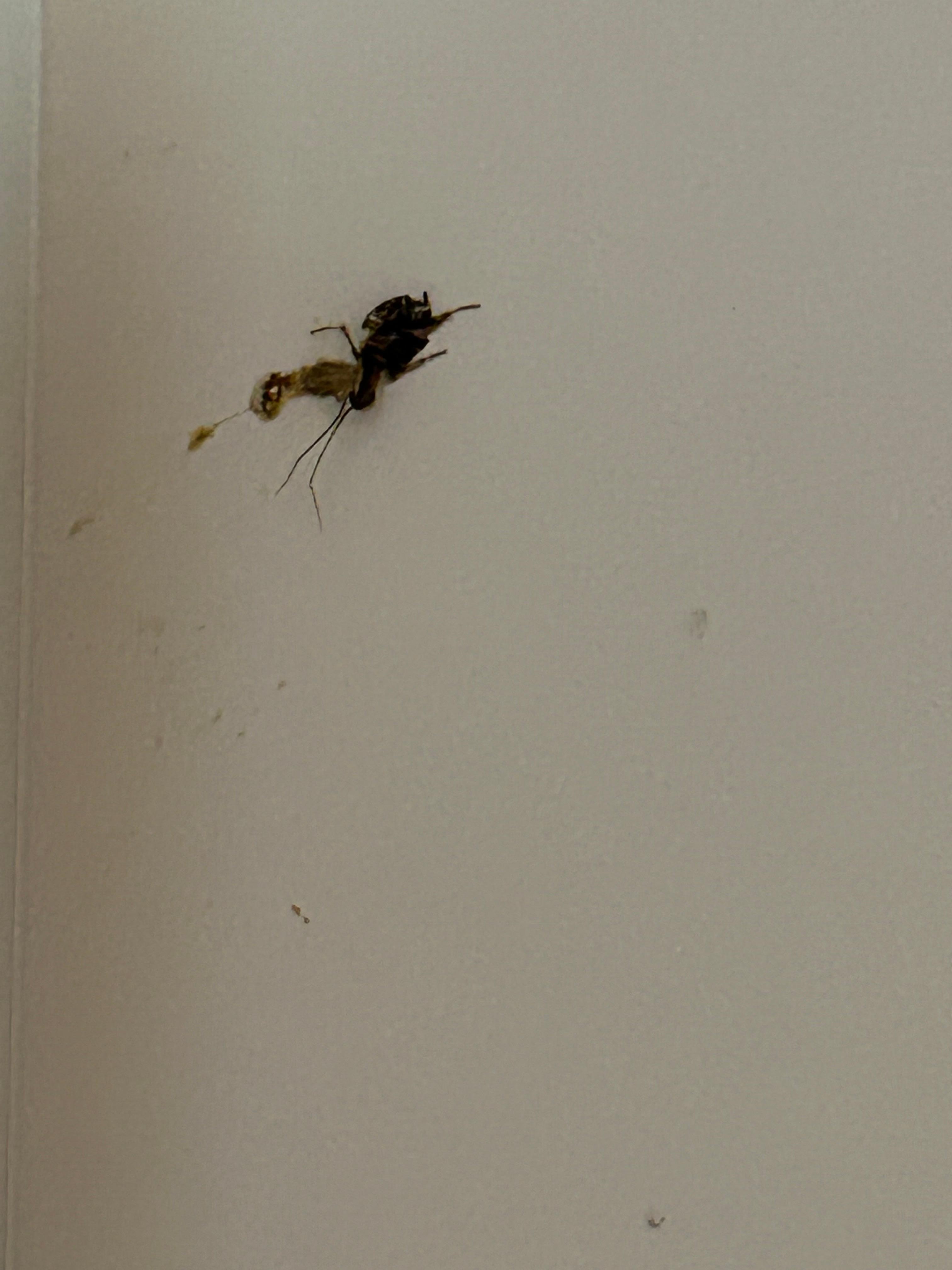 Killed cochroach in bathroom