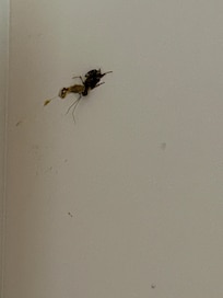 Killed cochroach in bathroom