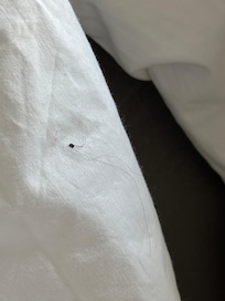 Hair on pillows