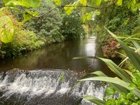 Mount usher garden