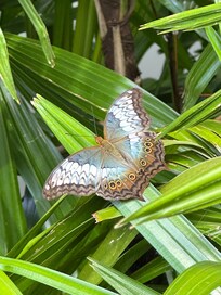 Local hotel residents. 😁