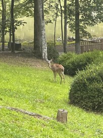 Deer on the way down to the lake