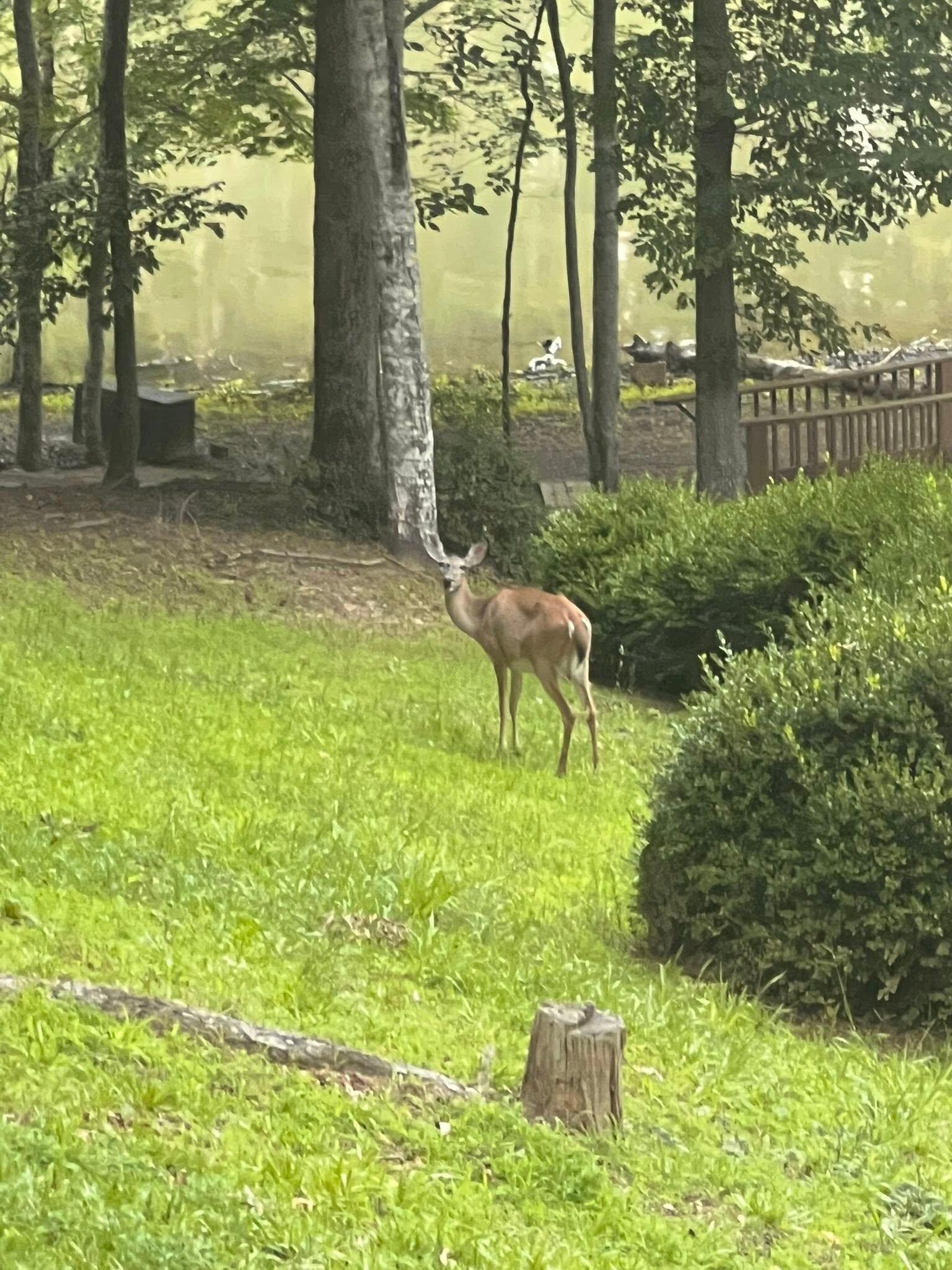 Deer on the way down to the lake