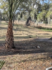 Friendly visitors everyday