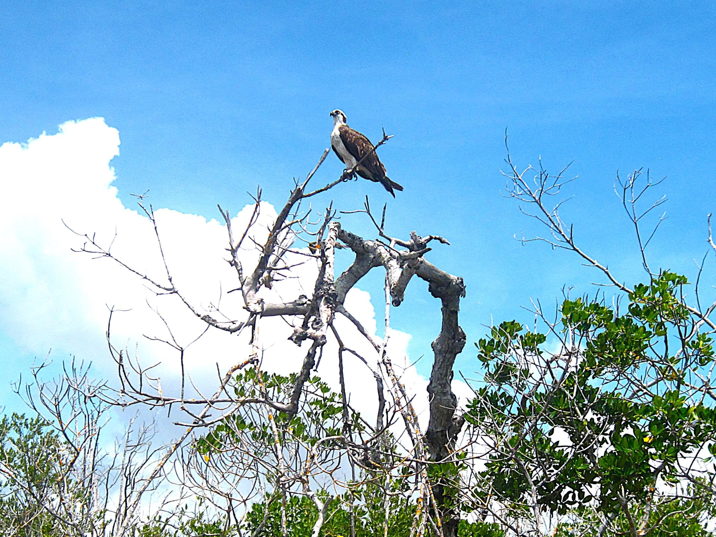 Ospreys are plentiful and can be seen nesting and hunting around the area.