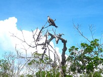 Ospreys are plentiful and can be seen nesting and hunting around the area.