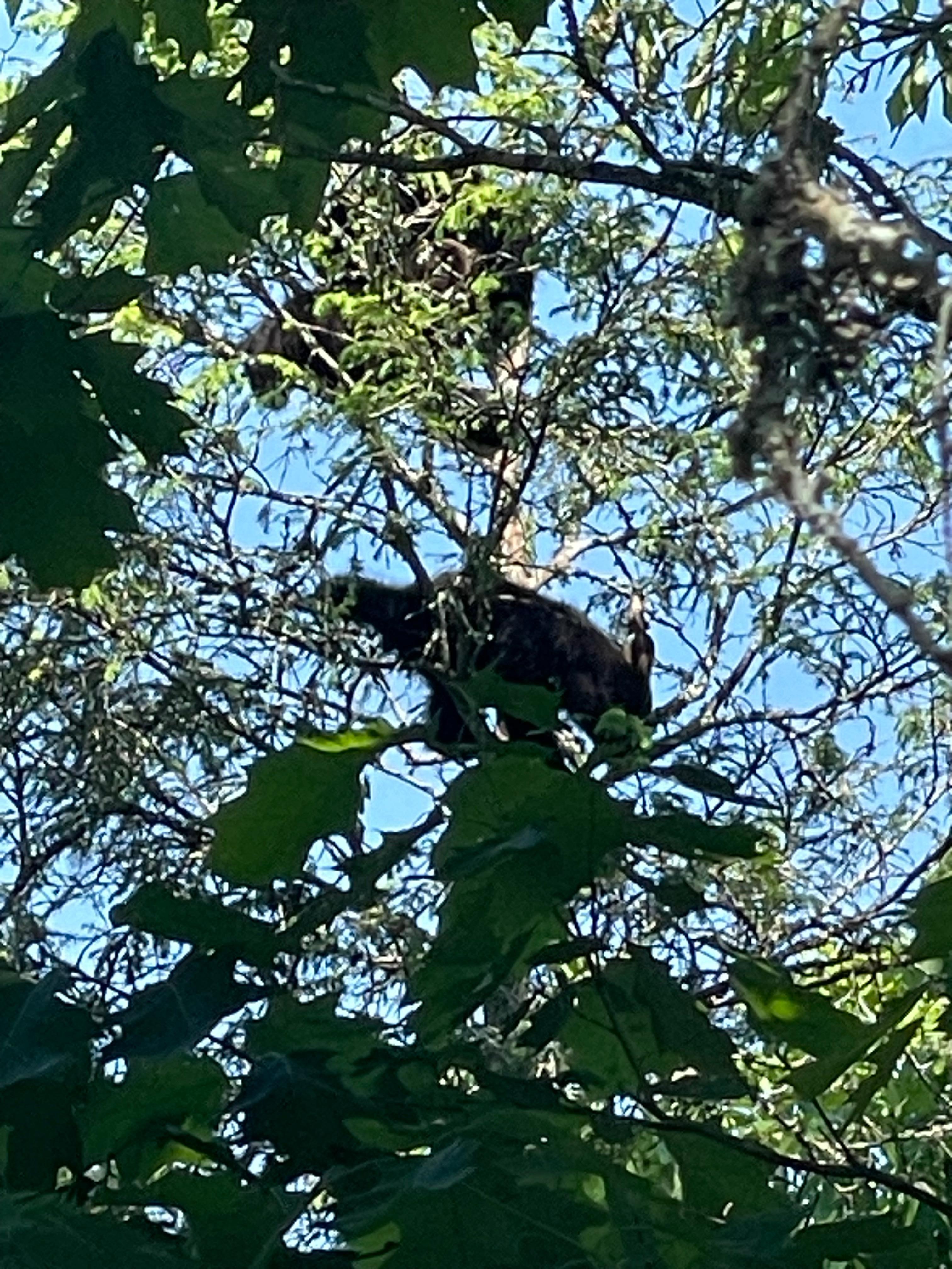 Three cubs playing and sleeping in a tree tops. 