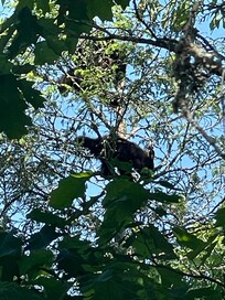 Three cubs playing and sleeping in a tree tops.