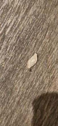 TRAÇAS AOS MONTES NO QUARTO.