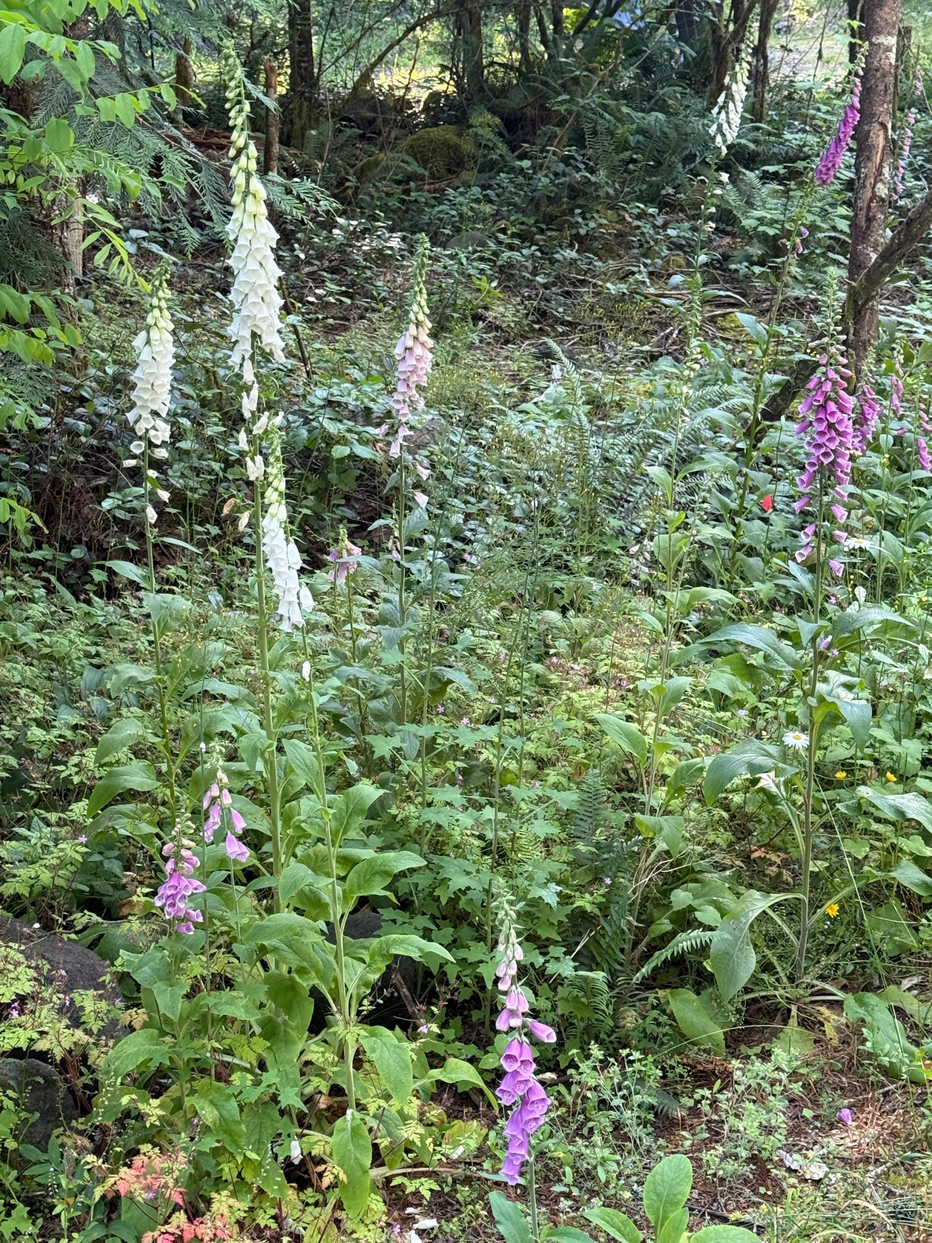 Wildflowers outside kitchen window