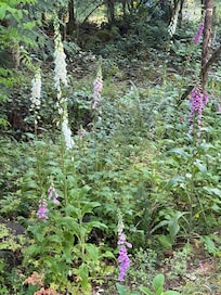 Wildflowers outside kitchen window