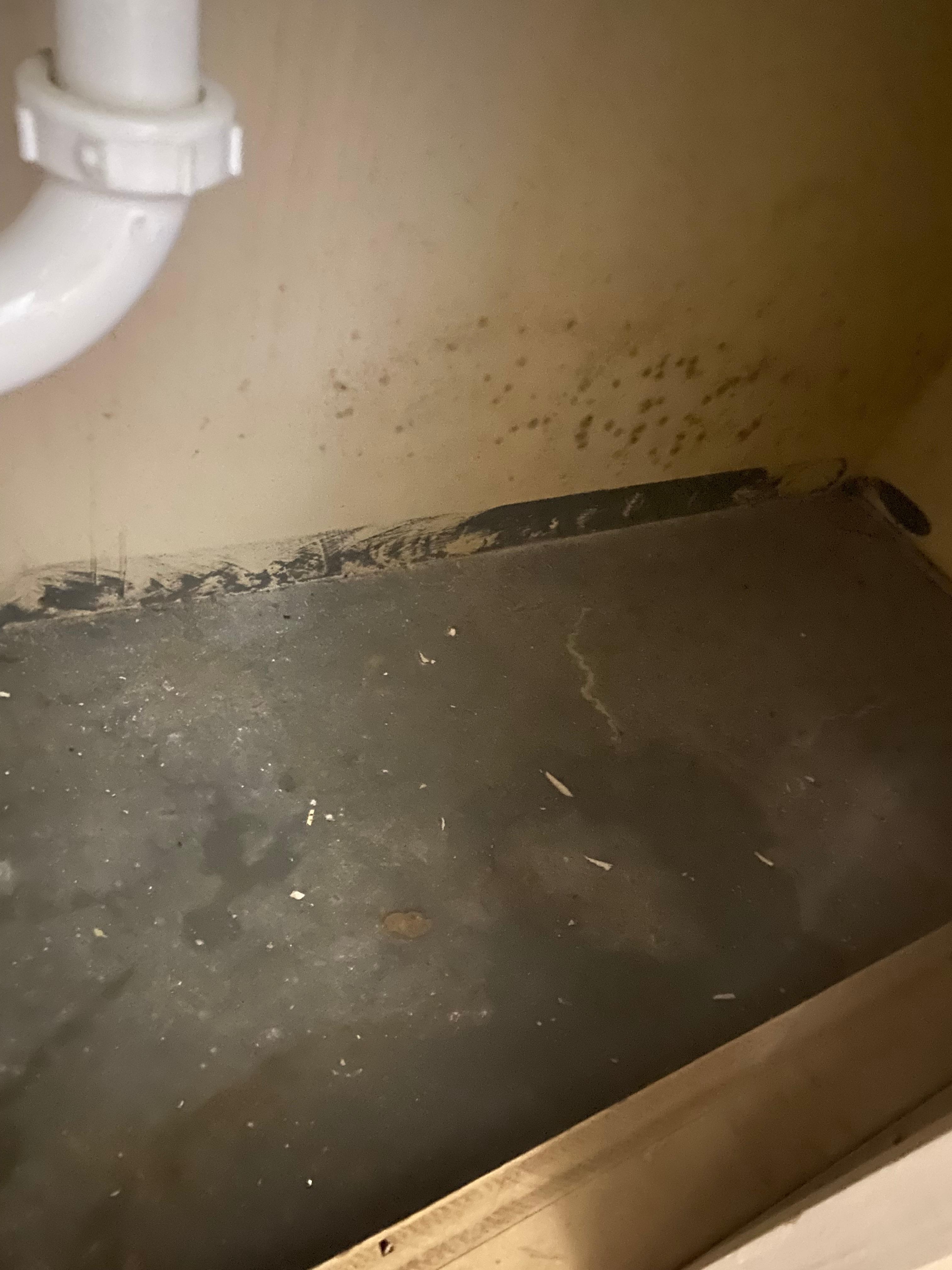 Supposedly mold found under cabinets
