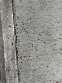 Ant infestation