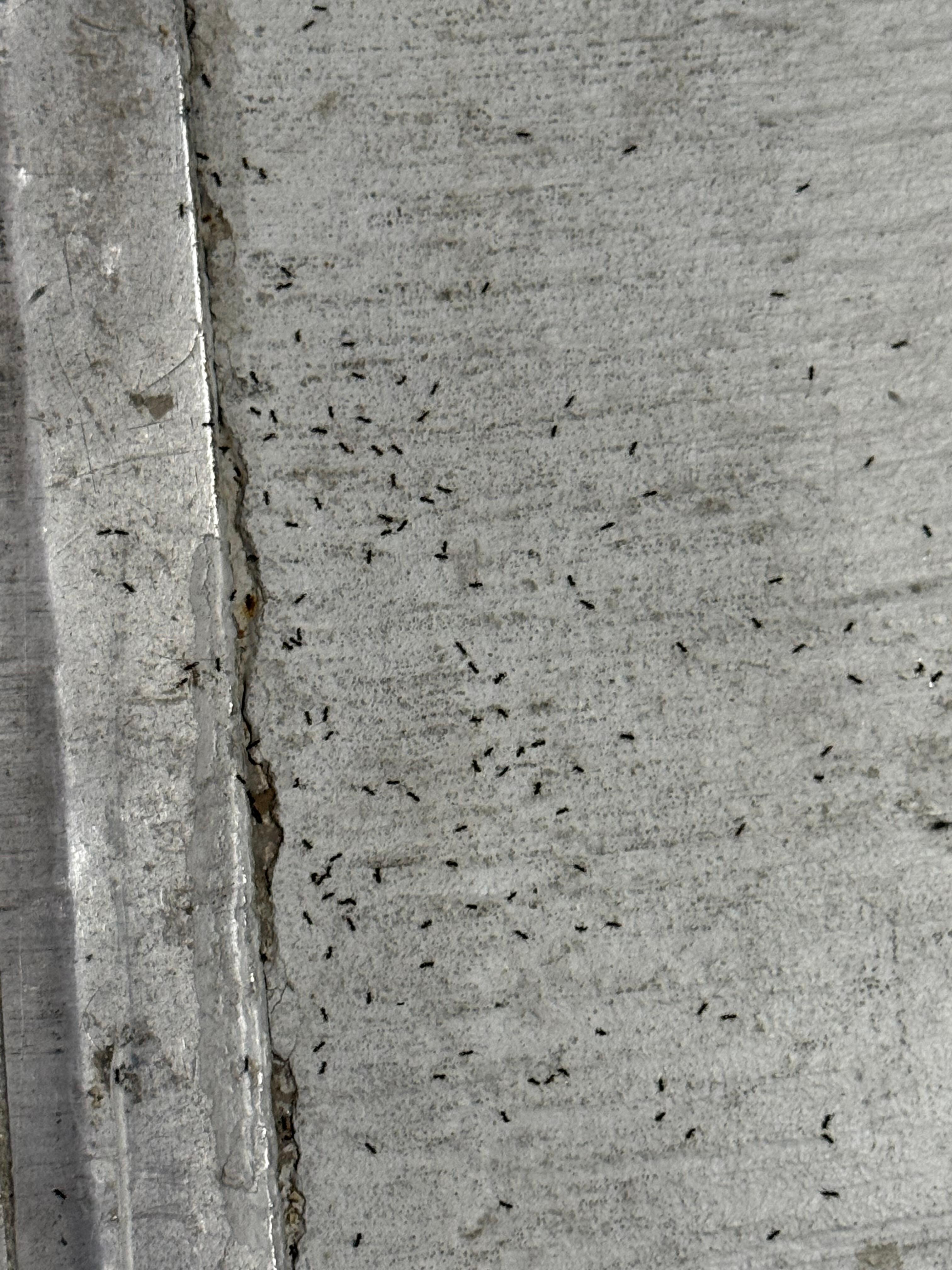 Ant infestation