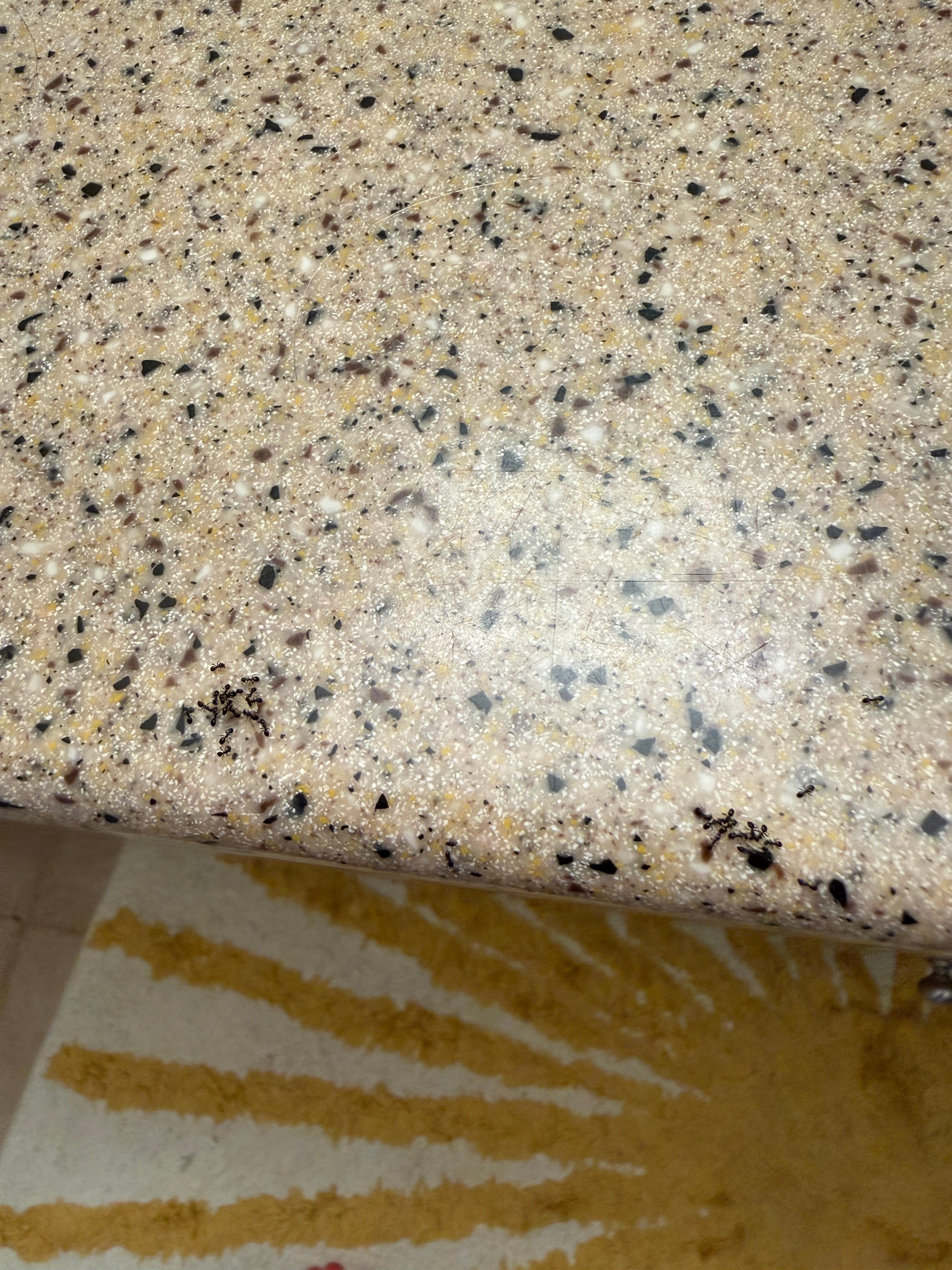 Some of the ants on counter