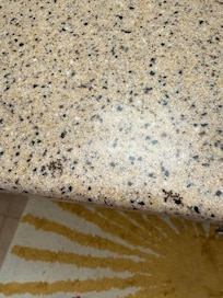 Some of the ants on counter