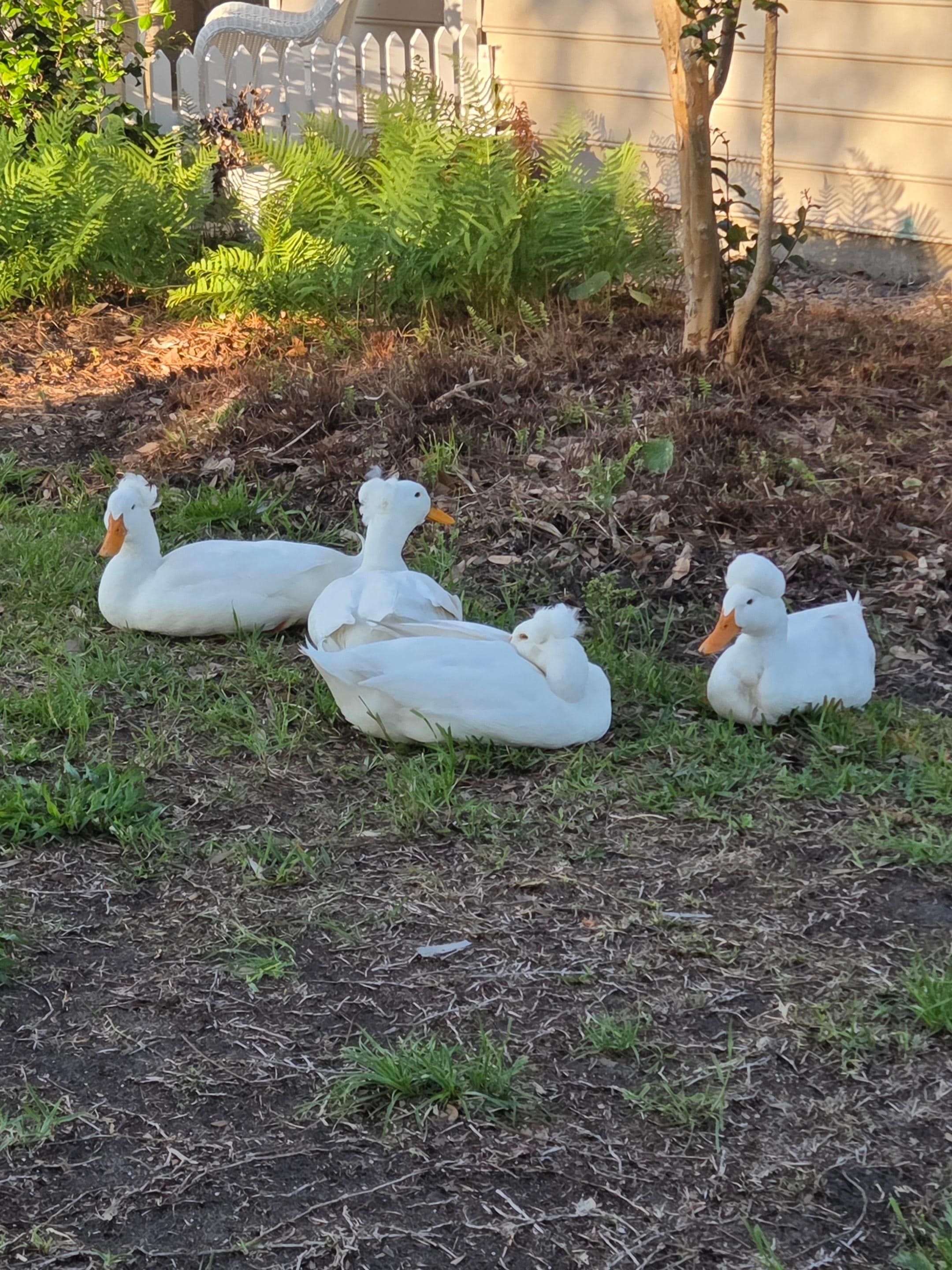 Ducks on property 