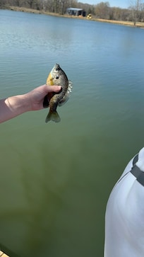 Bluegill?