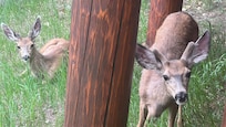 2 baby mule deer came to the lower patio to be photographed