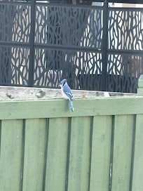 A lovely jay that popped by for a visit on the fence
