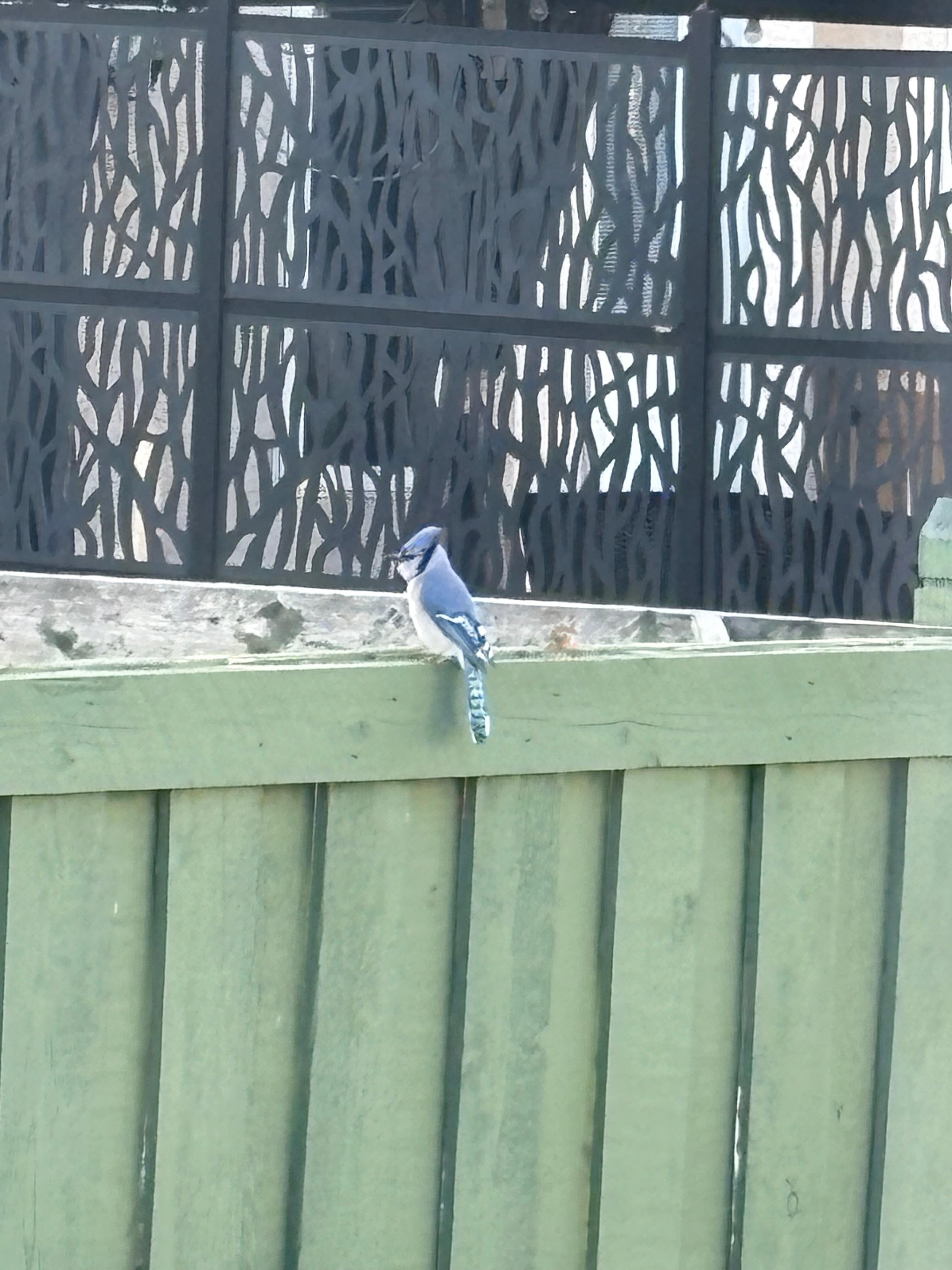 A lovely jay that popped by for a visit on the fence 