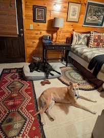 My dogs settling in.