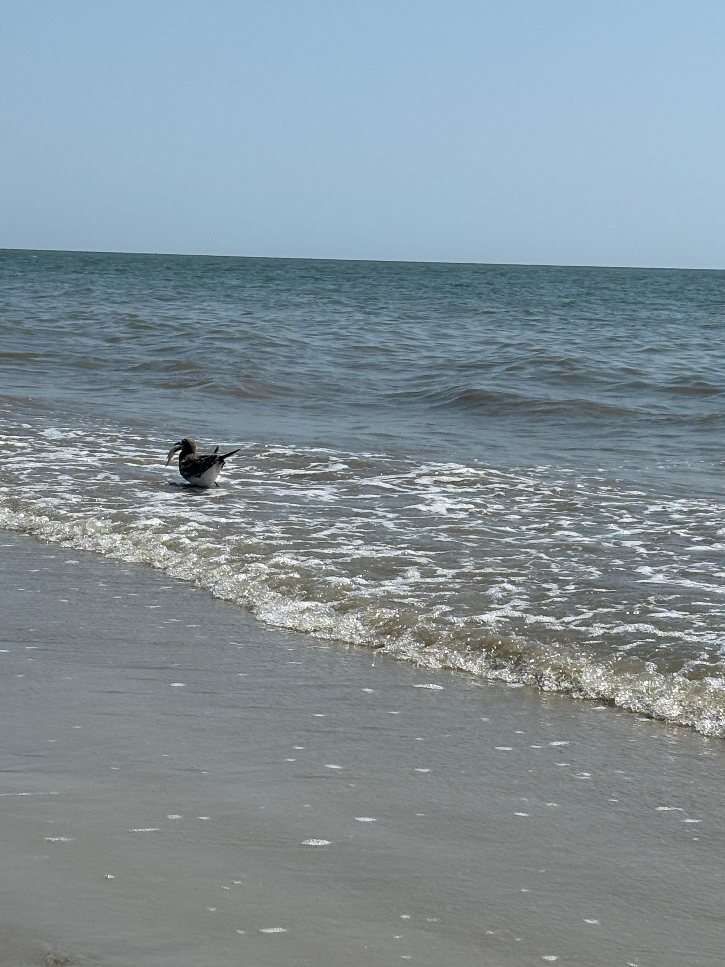 Love watching the birds!