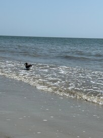 Love watching the birds!