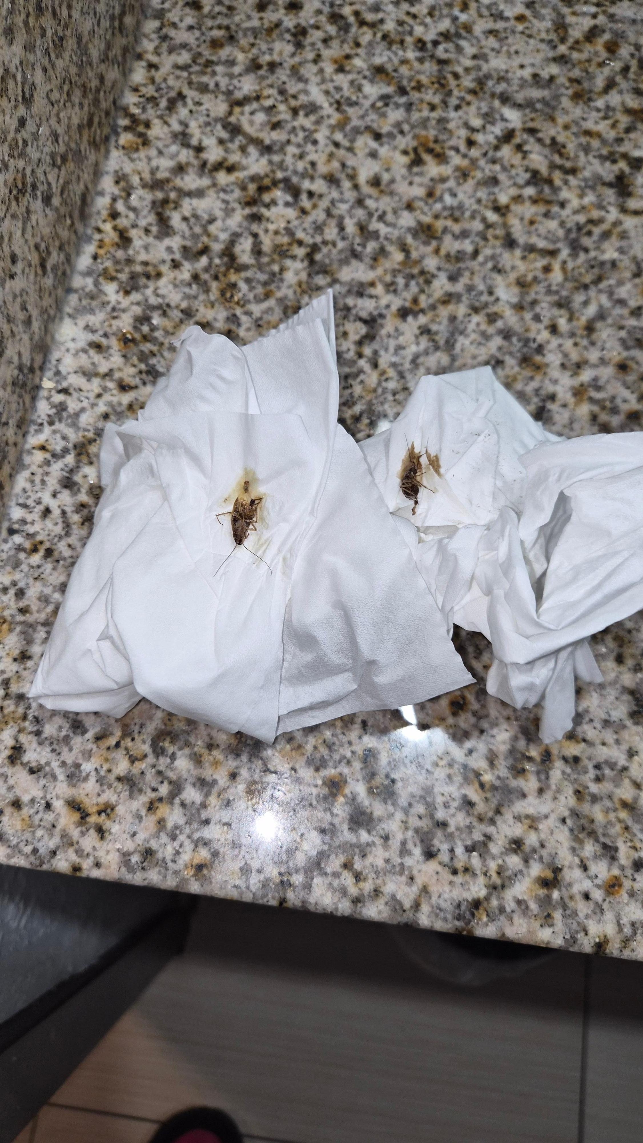 2 of the 3 roaches we killed in the room.