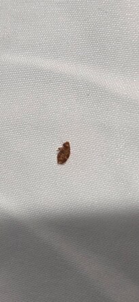 Bed bugs (picture provided to Owner & VRBO)