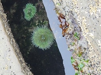 Low tide finds
