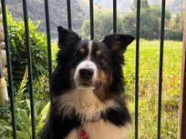 Kidd the Aussie enjoying the balcony.