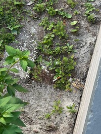 Cigarette butts littered the front yard - just a few captured
