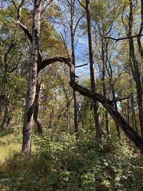 More woods