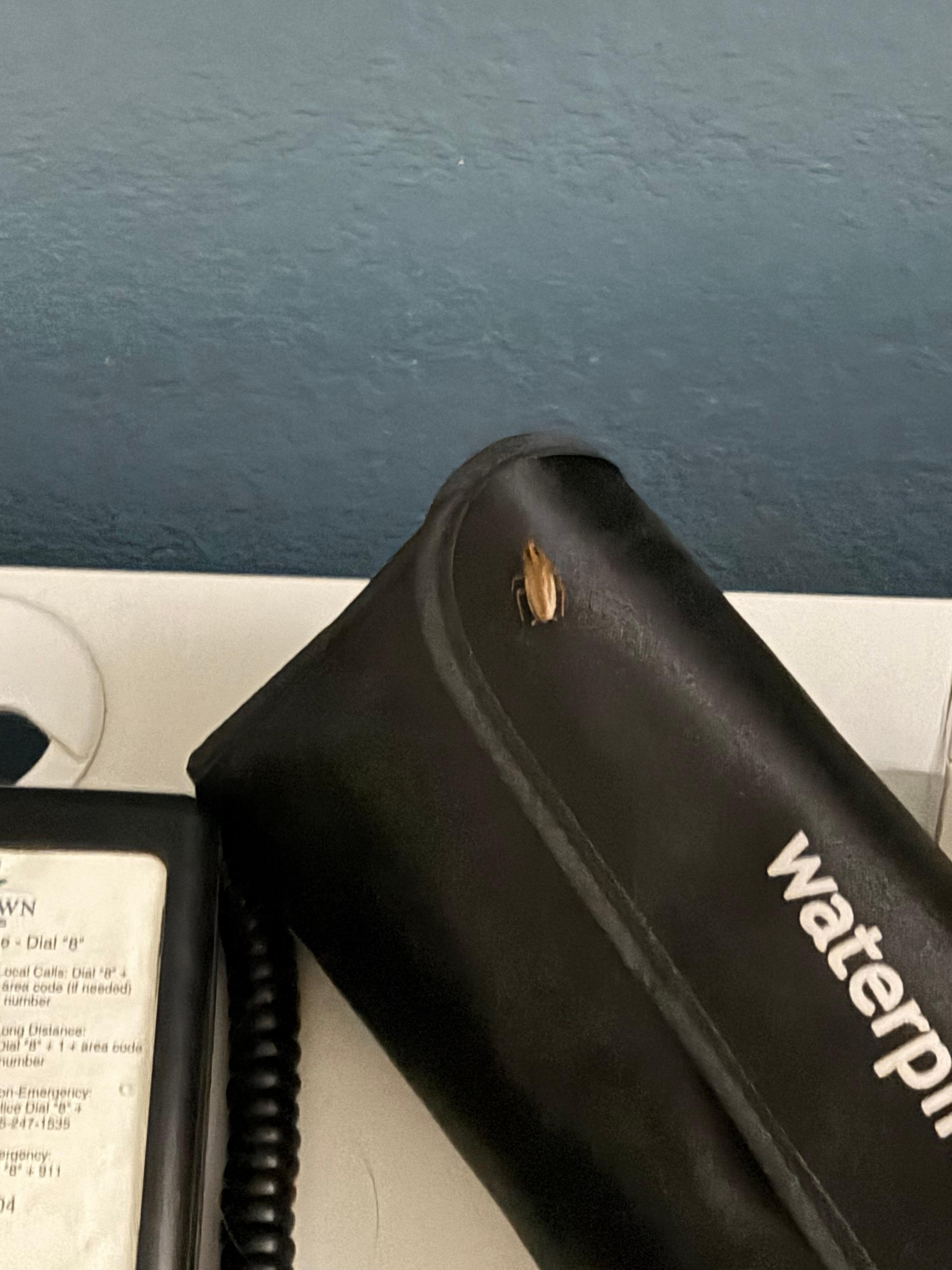 Found a roach on my stuff