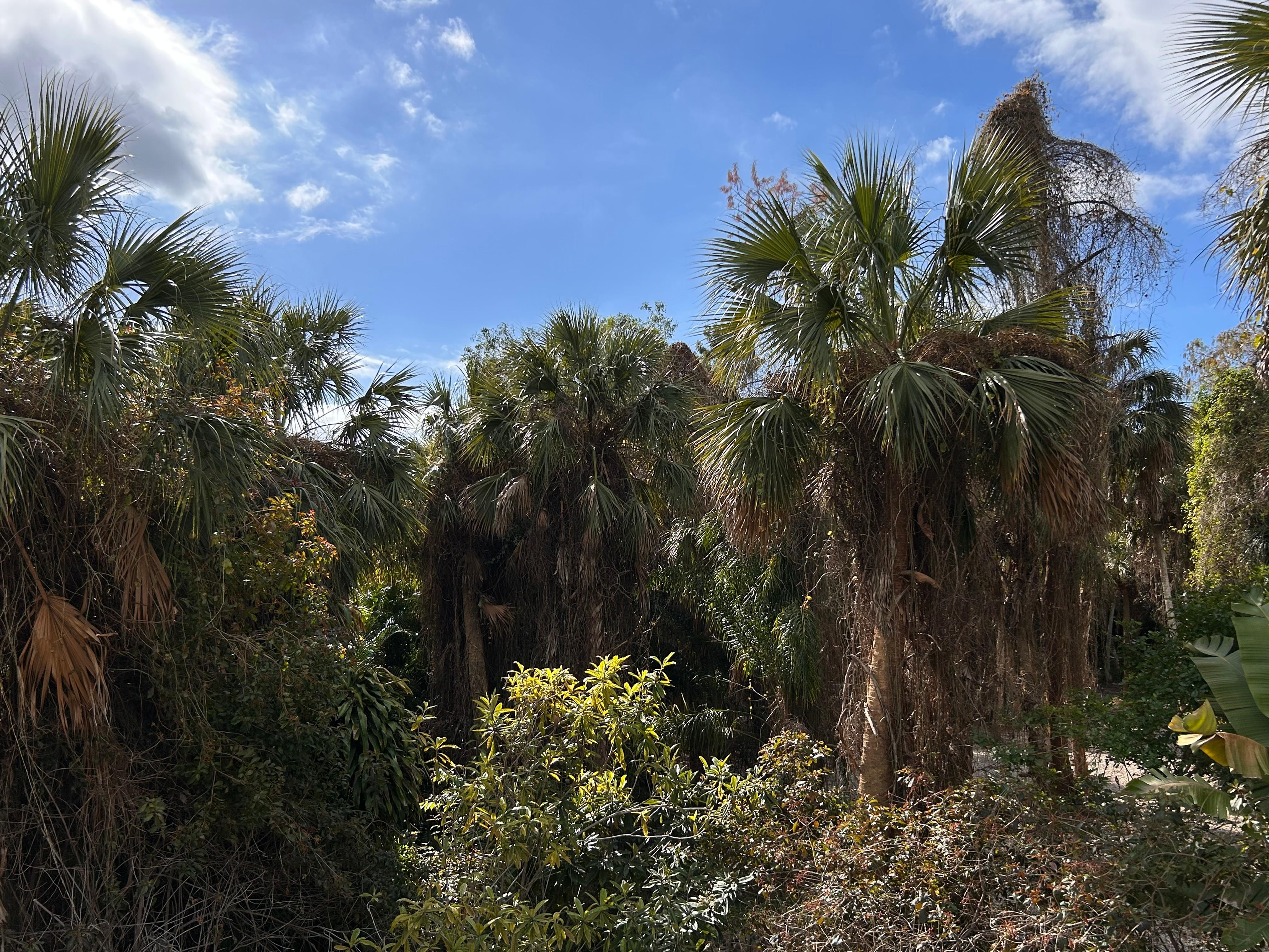 Photo from upper deck of backyard view.