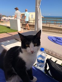 Our hotel cat, Kookie!