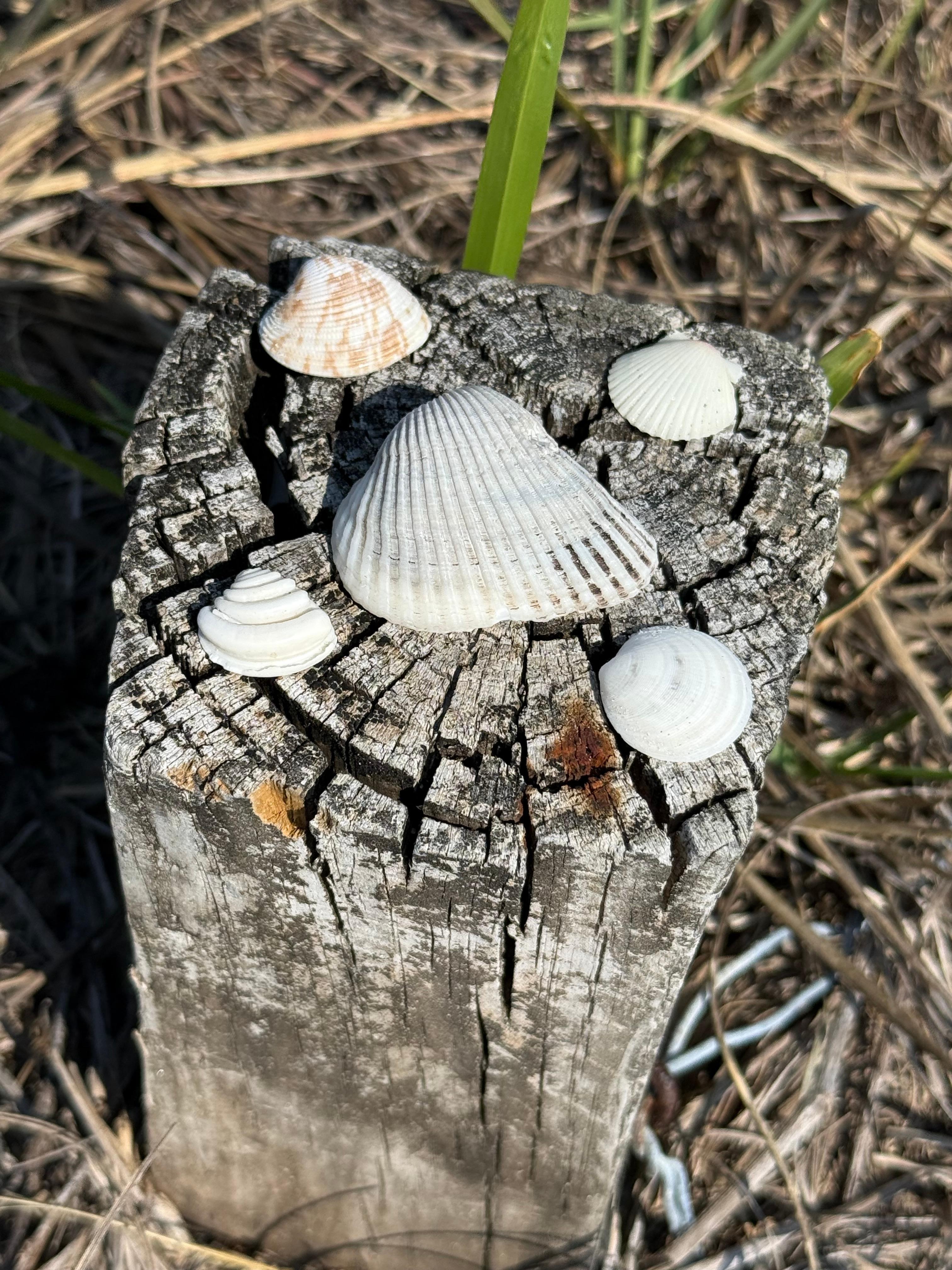 Add a shell… iykyk