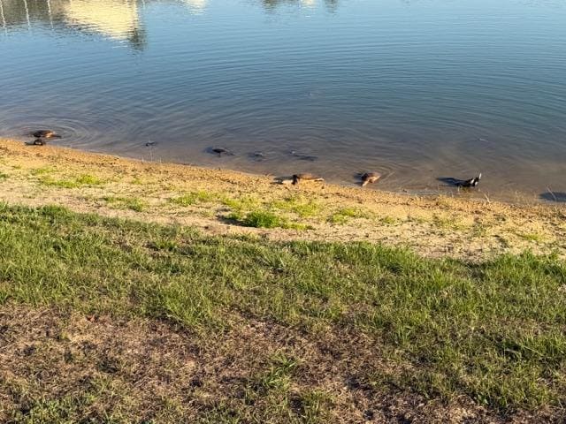 Turtles and ducks on water daily