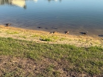 Turtles and ducks on water daily