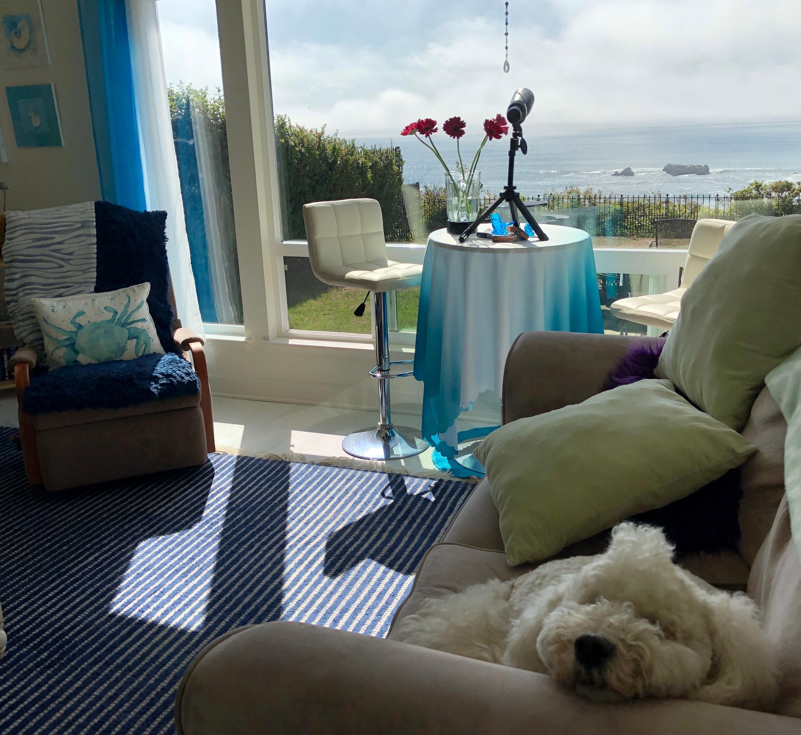 Beautiful place for our dog to catch a snooze