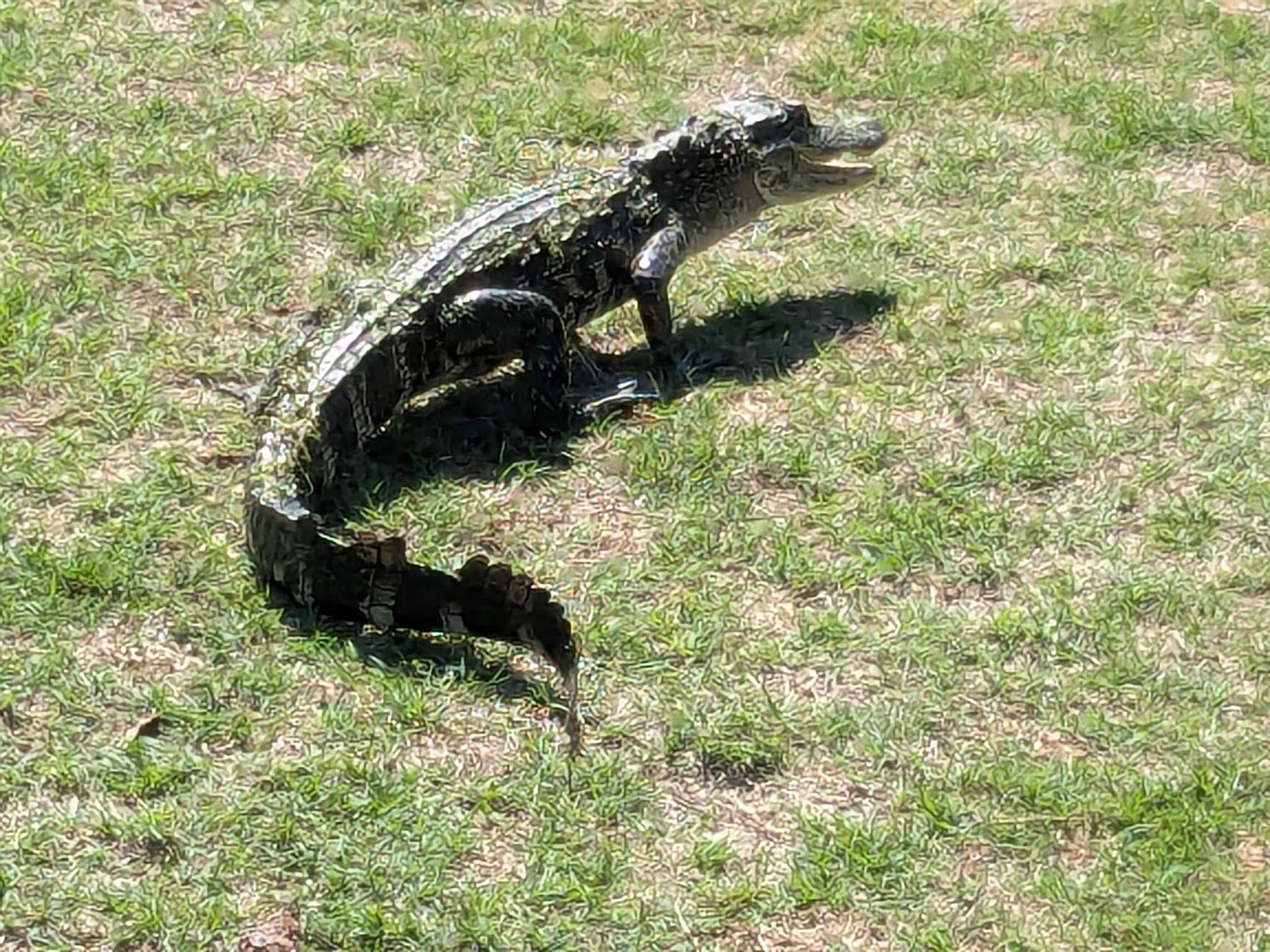 Our little buddy on the golf course.
